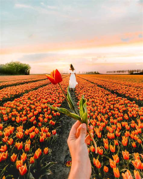 Best Place to see Tulips in the Netherlands Without Tourists.